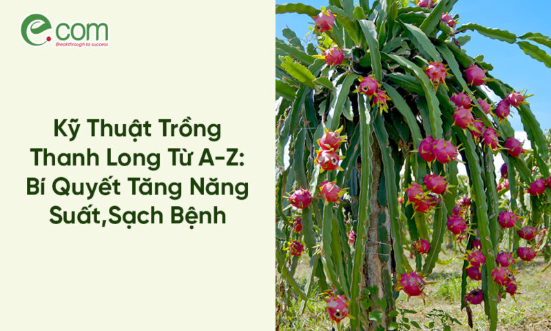 Kỹ Thuật Trồng Chanh Dây Toàn Diện: Từ A-Z Giúp Tăng Năng Suất