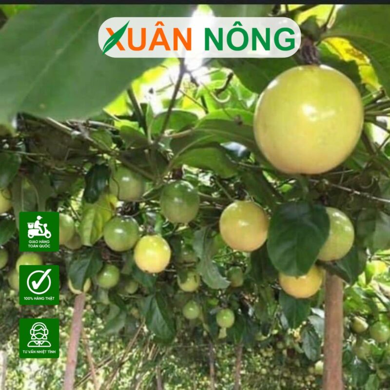 Kỹ Thuật Trồng Chanh Dây Toàn Diện: Từ A-Z Giúp Tăng Năng Suất